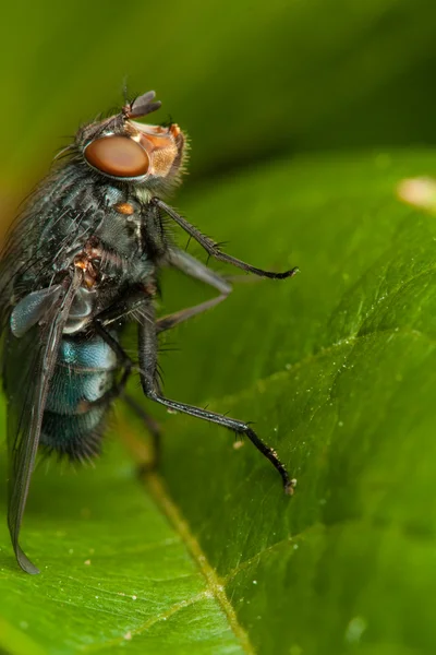 Fly on green leaf — Stock Photo, Image