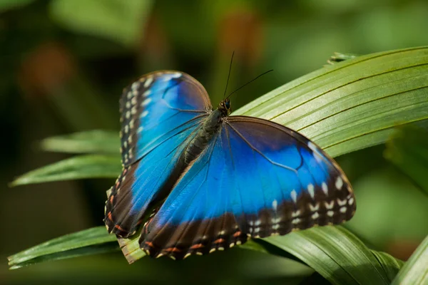 Motýl modrý Morpho — Stock fotografie