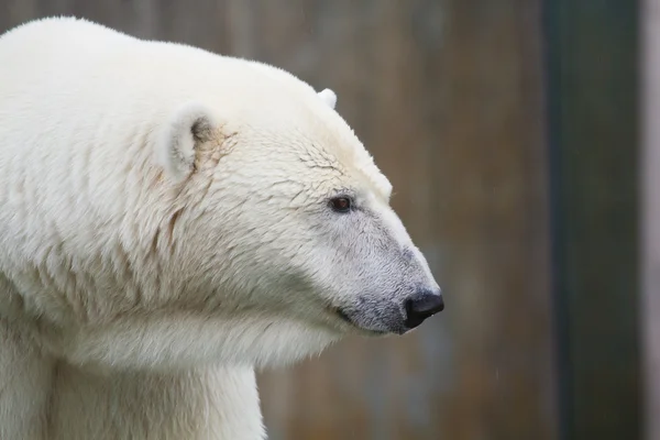 Polar bear Stock Picture