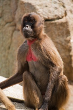 Gelada baboon clipart