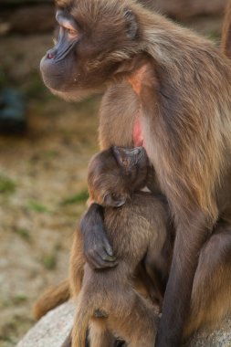 gelada babun