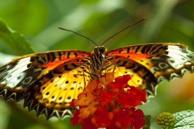 büyük eggfly kelebek