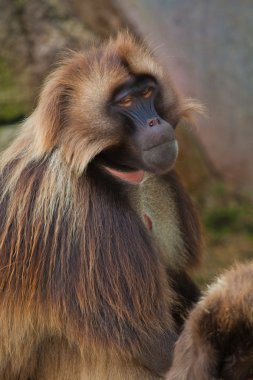 gelada babun