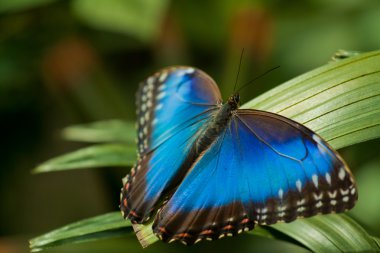 Blue Morpho Butterfly clipart