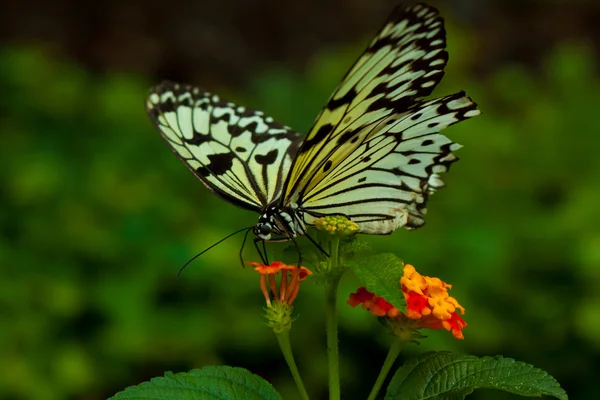 Idea Leuconoe butterfly — Stock Photo, Image