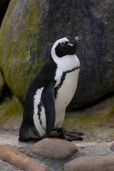 stock image Jackass penguin standing