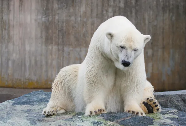Lední medvěd — Stock fotografie