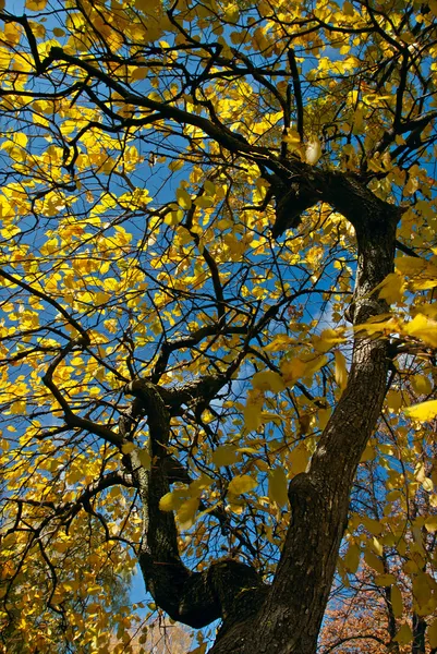 Φθινόπωρο δέντρα — Φωτογραφία Αρχείου