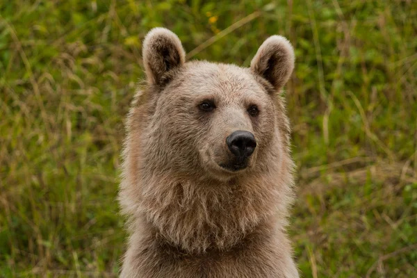 Medvěd hnědý portrét — Stock fotografie