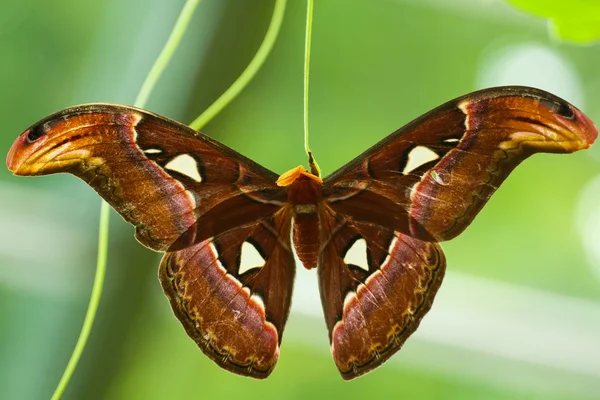 Atlas Moth (Attacus atlas) — Stock Photo, Image