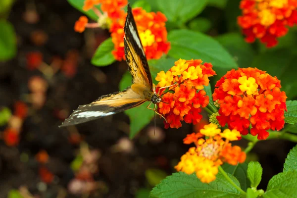 Wielki eggfly motyl — Zdjęcie stockowe
