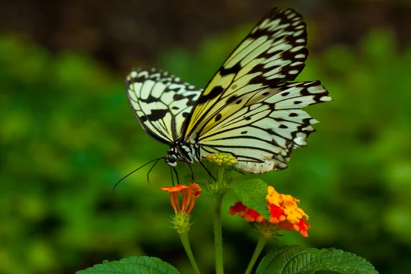Ιδέα leuconoe πεταλούδα — Φωτογραφία Αρχείου