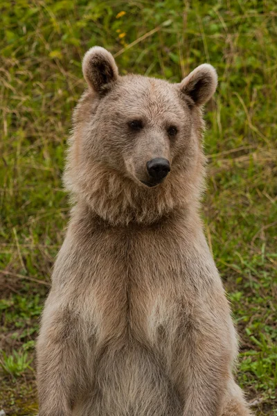Medvěd hnědý portrét — Stock fotografie