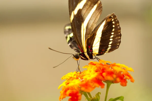झेब्रा लाँगविंग फुलपाखरू — स्टॉक फोटो, इमेज