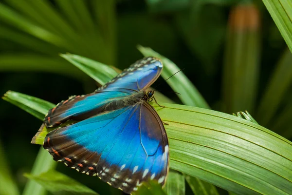 Μπλε πεταλούδα Morpho — Φωτογραφία Αρχείου