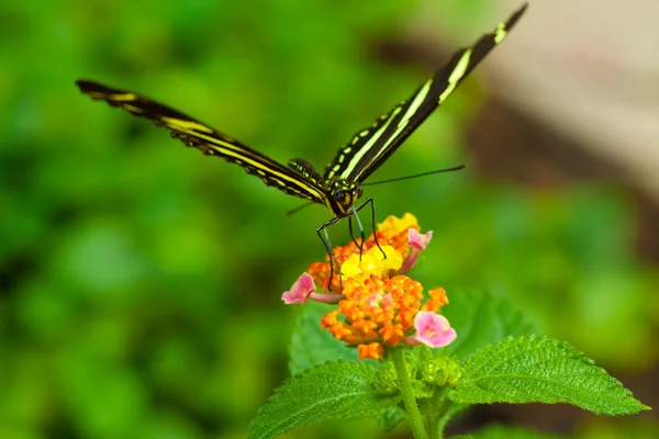 Зебра длиннокрылая бабочка — стоковое фото