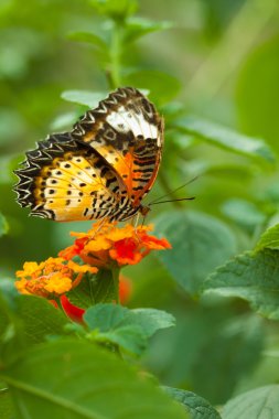 büyük eggfly kelebek