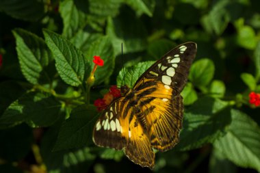 Clipper (parthenos sylvia) kelebek