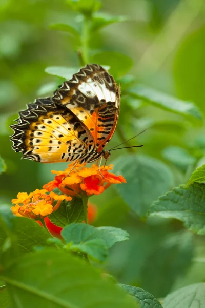 Бабочка-бабочка — стоковое фото
