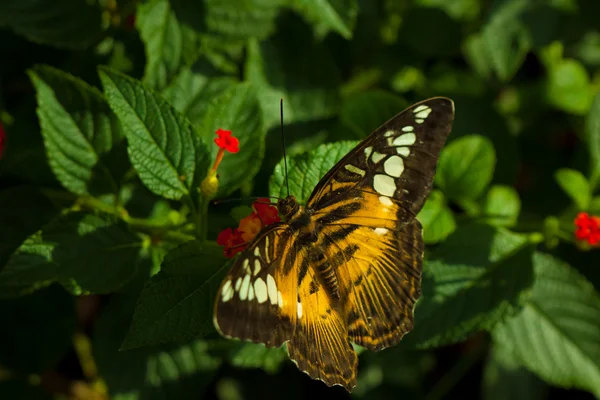 O clipper (parthenos sylvia) borboleta — Fotografia de Stock
