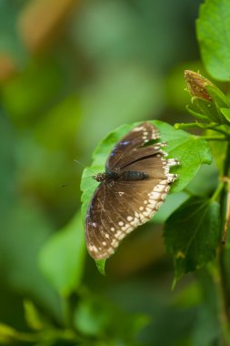 wilad doğada kelebek