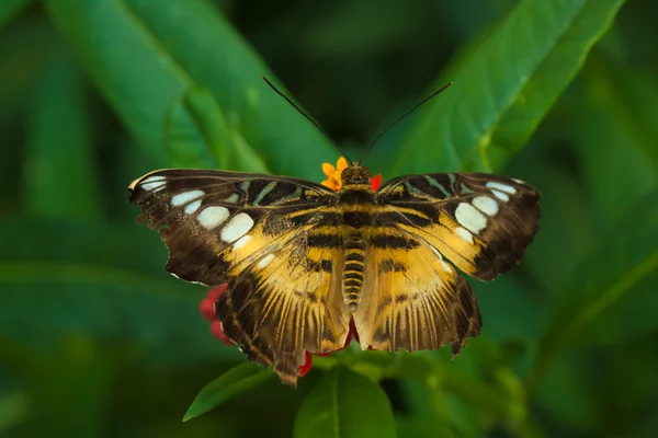 Der Schmetterling (parthenos sylvia) — Stockfoto