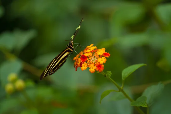 Zebra Longwing Heliconius Charithonia Papillon Dans Nature — Photo