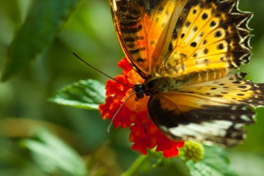 Büyük Eggfly Blue Moon kelebek olarak da adlandırılan kelebek (Hypolimnas bolina),