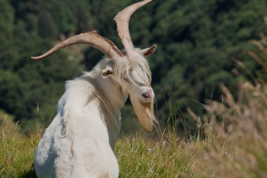 vahşi doğada dağ keçisi portre