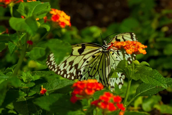 Ideia leuconoe borboleta — Fotografia de Stock