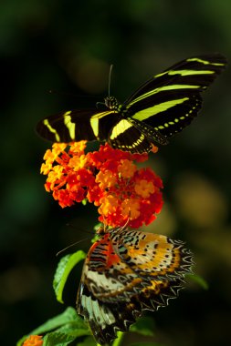 Zebra Longwing (postacı charithonia) doğada büyük Eggfly kelebek (Hypolimnas bolina) kelebek ile