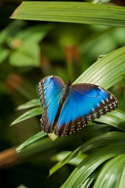 Blue Morpho Butterfly clipart