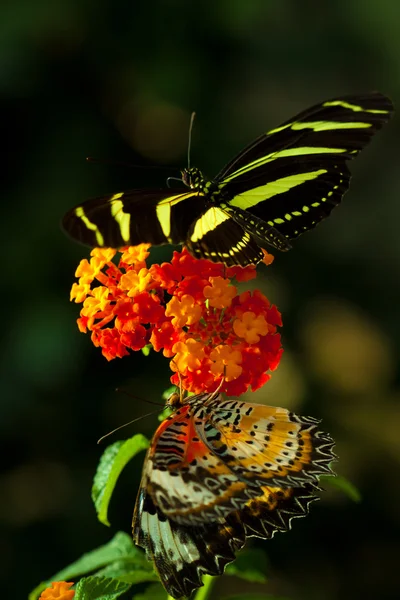 Zèbre Longwing Heliconius Charithonia Avec Papillon Grand Oeuf Hypolimnas Bolina — Photo