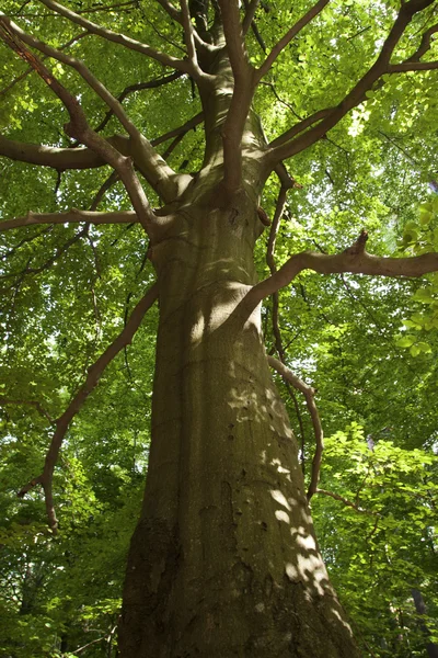 stock image Tree in the forest