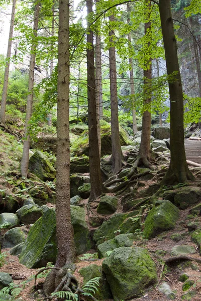 stock image Tree in the forest