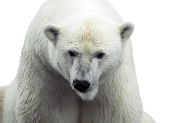 Polar bear isolated — Stock Photo, Image