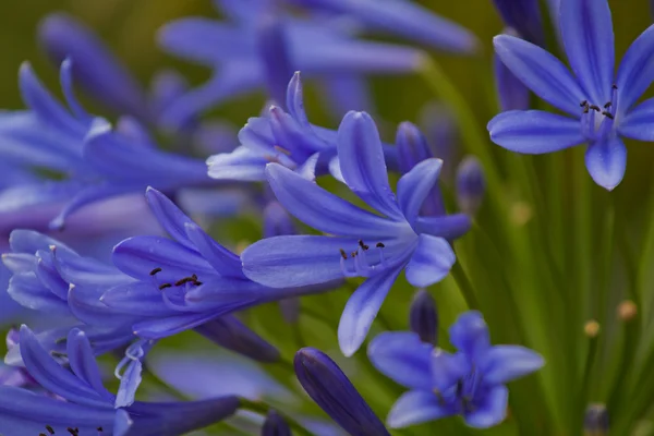 Blue snowdrop flowers — Stock Photo, Image