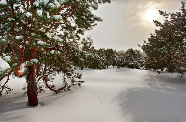 Vista de invierno con árboles — Foto de Stock