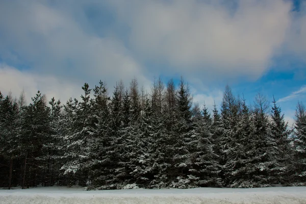 Vista de inverno com árvores — Fotografia de Stock
