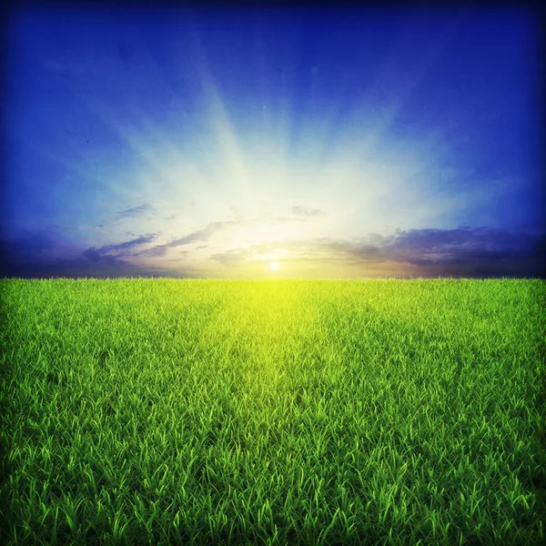 stock image Green grassland on sunset