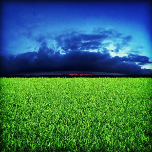 Πράσινο λιβάδι στο ηλιοβασίλεμα — Φωτογραφία Αρχείου