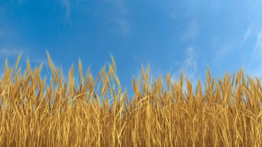 Buğday tarlası ve mavi gökyüzü