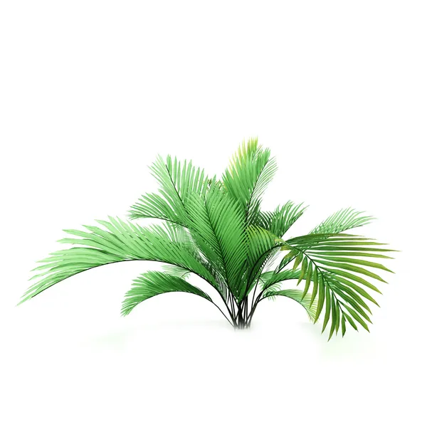 Palme isoliert auf weißem Hintergrund — Stockfoto