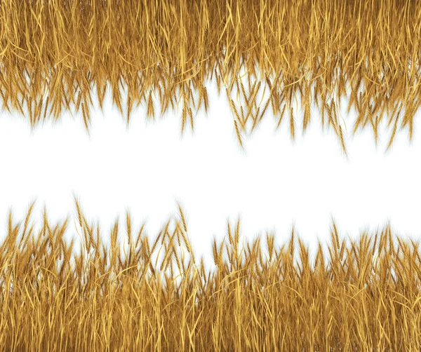 Пшеница Изолирована Белом — стоковое фото