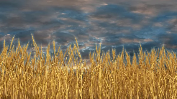 Wheat field and blue sky — Stock Photo, Image