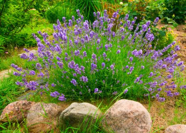 Lavender flowers clipart