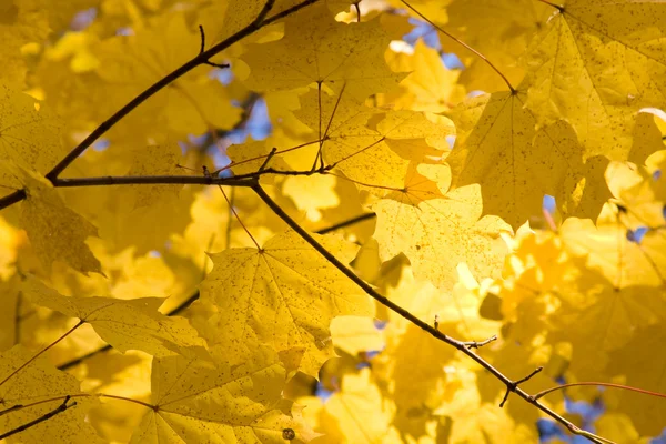 stock image Autumn maple leaves