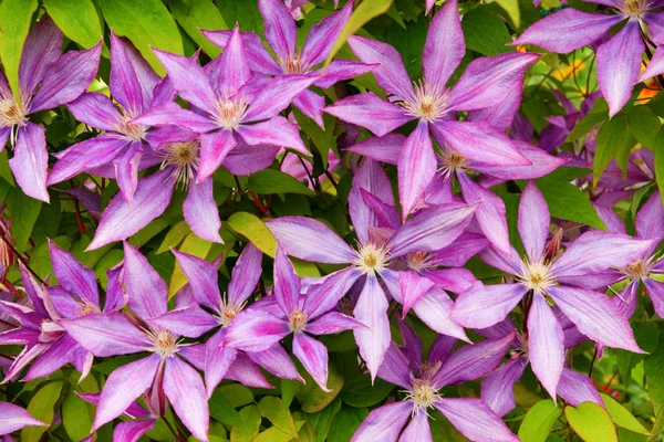 Clematis flower background — Stock Photo, Image