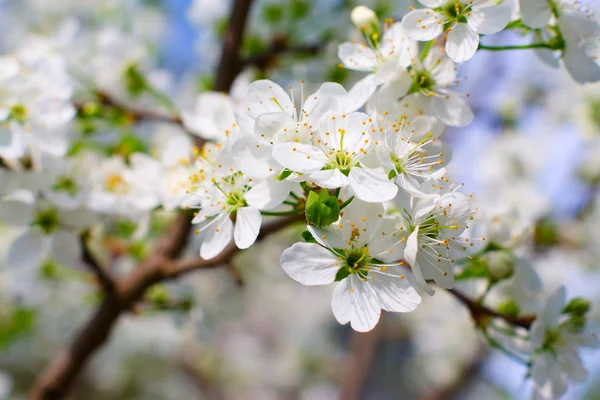 Blossom cherry tree — Stock Photo, Image
