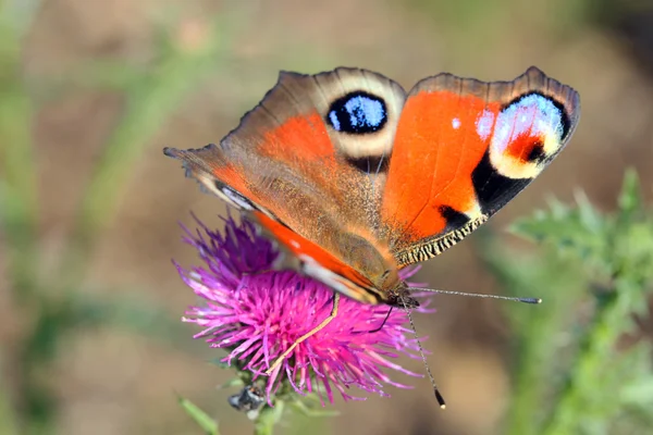 stock image Butterfly